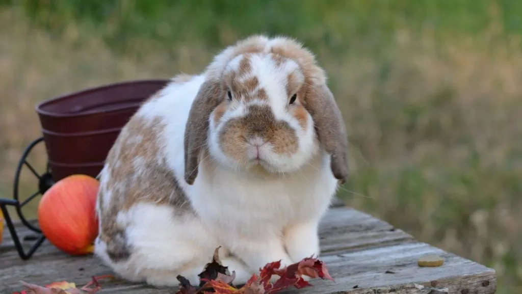 How to Care for a Pet French Lop Rabbit