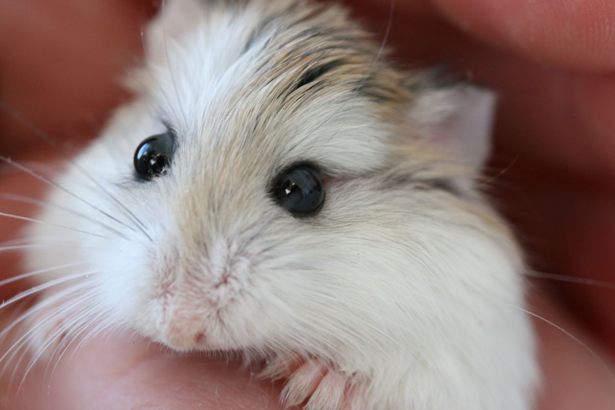 Discover the Best Types of Hamsters for Your Next Furry Friend