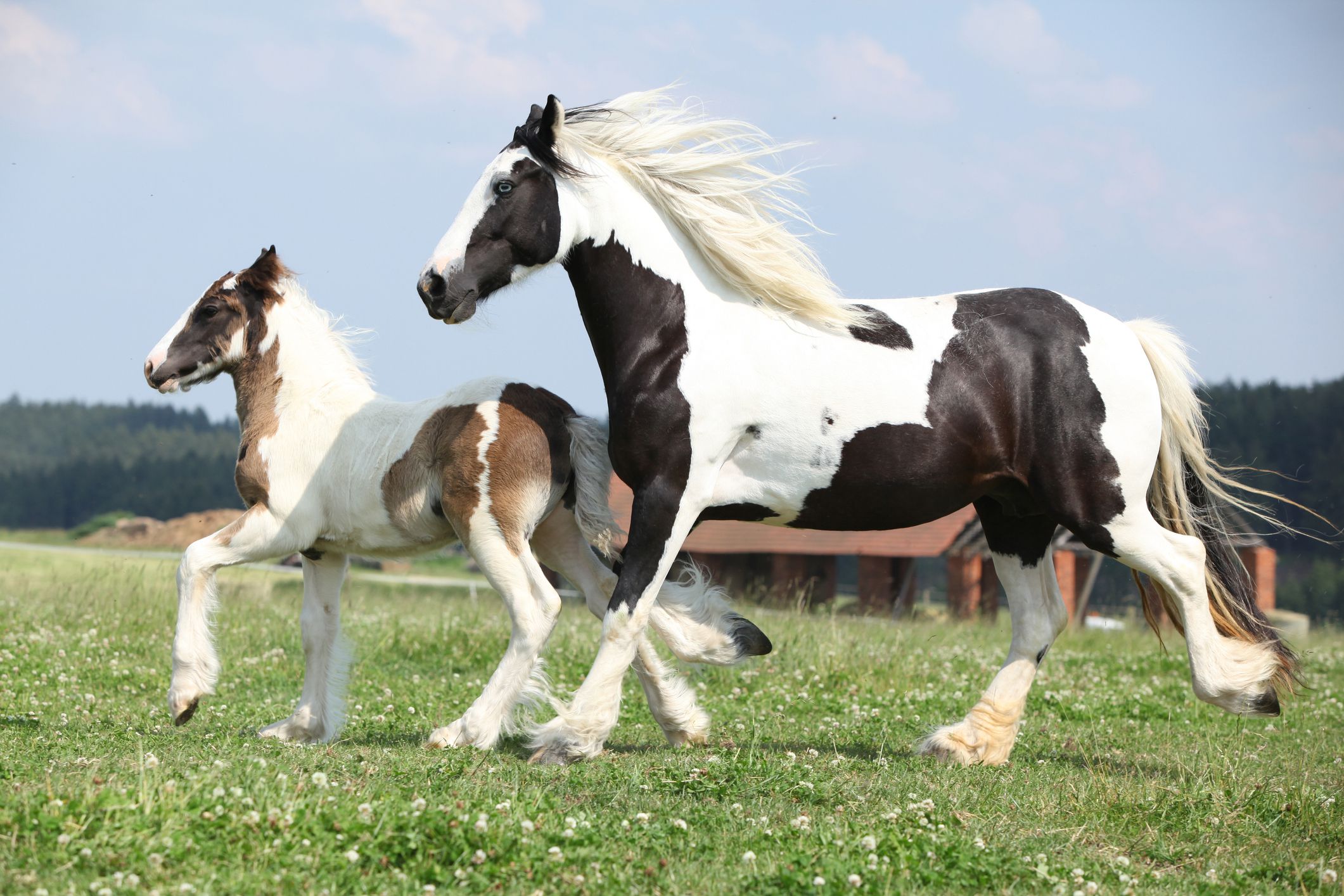 The Majestic Gypsy Vanner Horse: Breed Profile and Key Insights