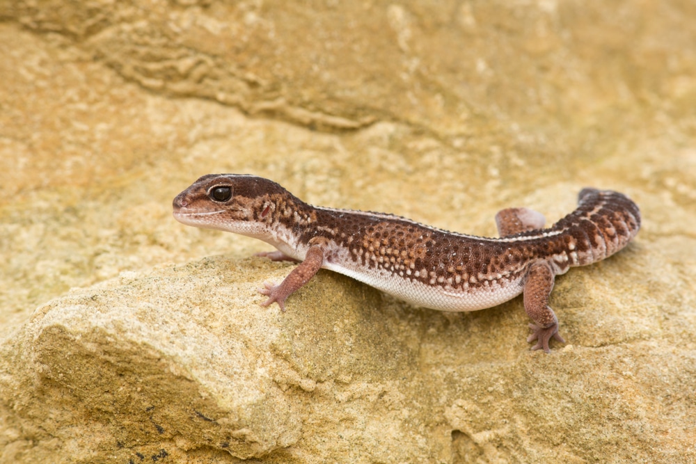 How to Care for an African Fat-Tailed Gecko