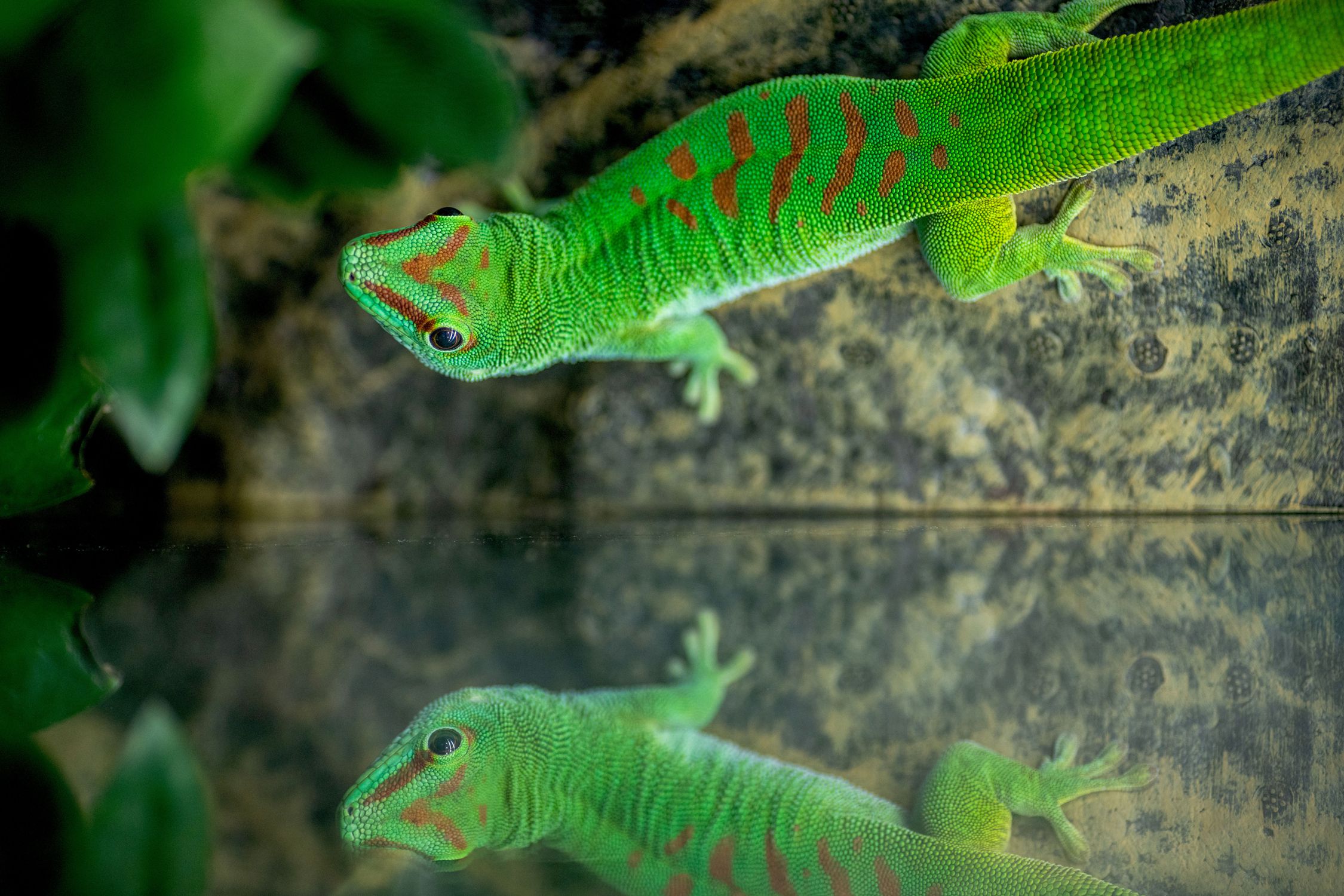 Day Geckos: Species Characteristics and Care