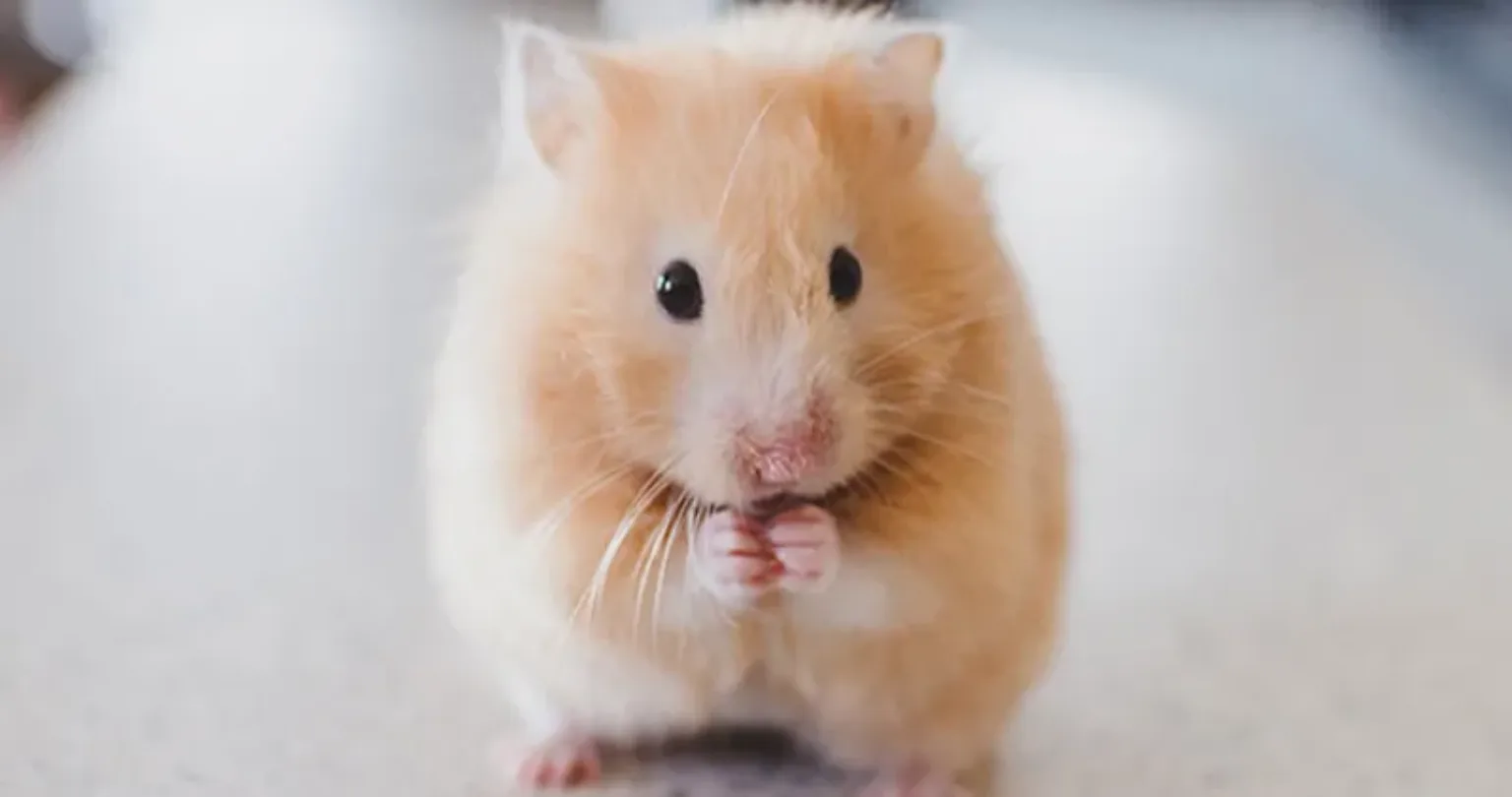Comprehensive Guide: Caring for Your Pet Dwarf Hamster