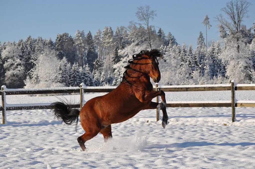 10 Best Gaited Horse Breeds for a Smooth Ride